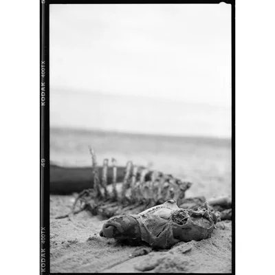 decomposed animal remains on sandy beach