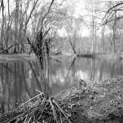 dried grass stalks beside quiet river bank