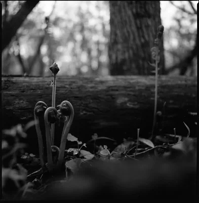 fern fronds unfurling near fallen tree trunk