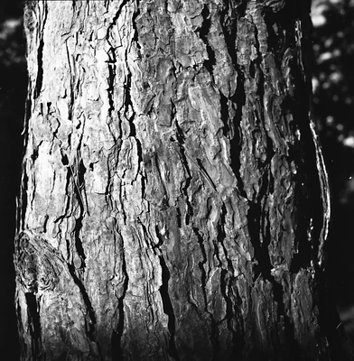 textured tree bark close up detail