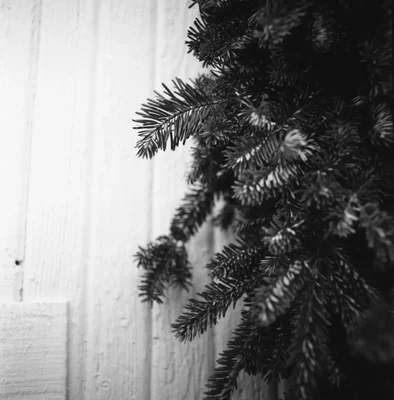 evergreen branches against wooden wall