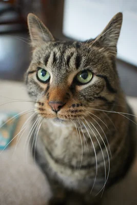 tabby cat with green eyes looking upward