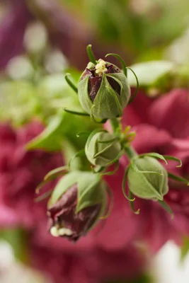 green flower buds opening with burgundy petals