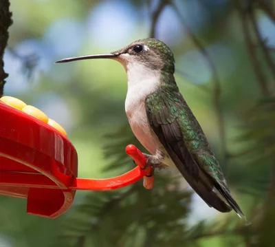 hummingbird perched on red feeder outdoors