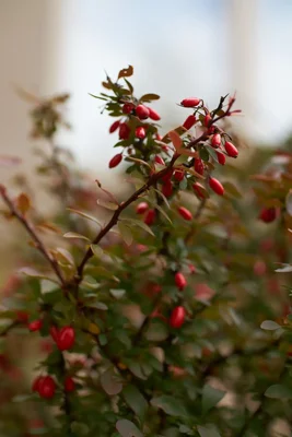 red berries on green leafy branches
