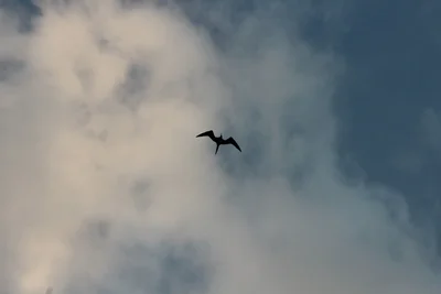 bird silhouette flying against cloudy sky