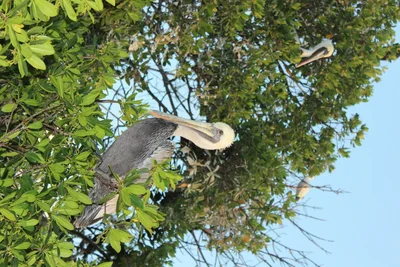 pelican perched in leafy mangrove tree