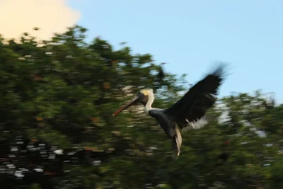 pelican flying past blurred green trees