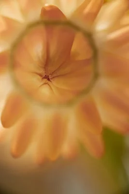 soft focus peach colored flower petals