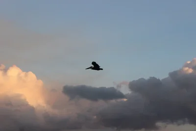 pelican silhouette flying through sunset clouds