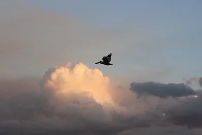 bird flying through sunset colored clouds