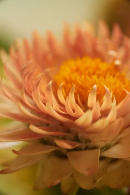 soft peach colored flower petals in bloom