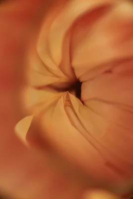 soft focus peach colored flower center close-up