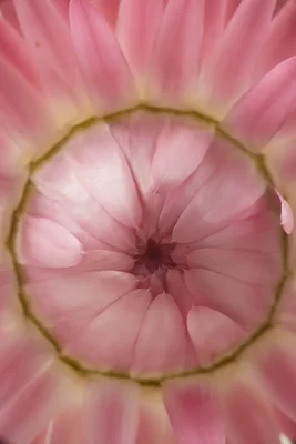 pink flower viewed from below showing circular pattern