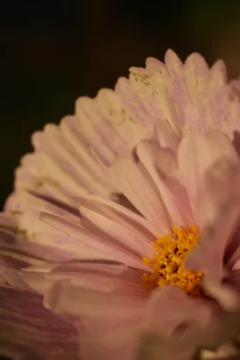 soft pink cosmos flower with yellow center