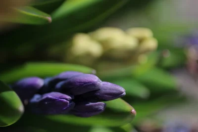 purple flower buds among green leaves