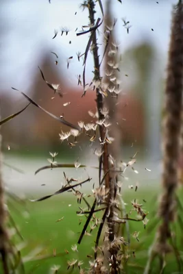 seeds dispersing from dried plant stems
