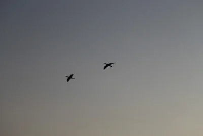 two birds flying across grey sky