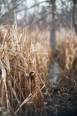 dried grass along narrow path through field