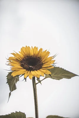 single sunflower against white background