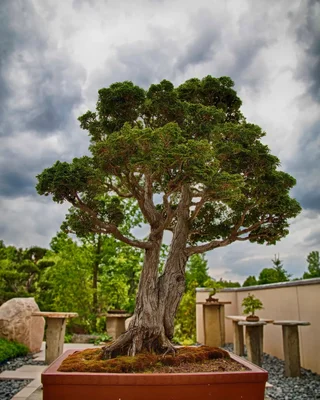 bonsai tree in pot against stormy sky