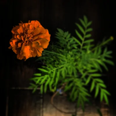 orange marigold with green fern leaves