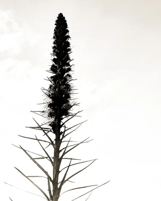 tall grass seed head against pale sky