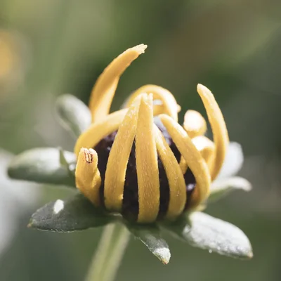 flower center with yellow curved petals opening