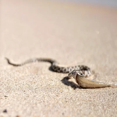 small snake moving across sandy surface