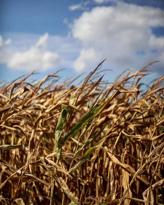 golden corn field under cloudy blue sky