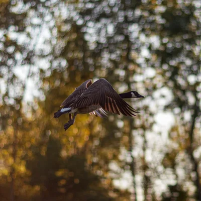 goose flying through autumn forest bokeh