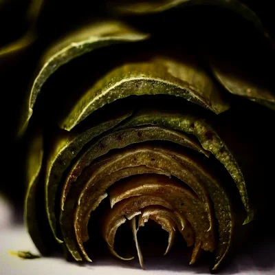 curled green leaves against dark background