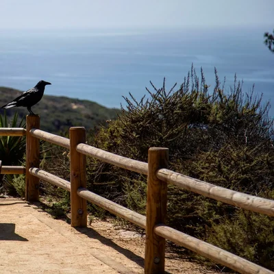 black bird perched on wooden coastal fence