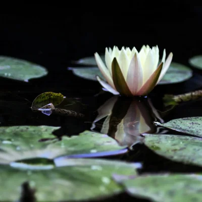 water lily blooming on dark pond surface