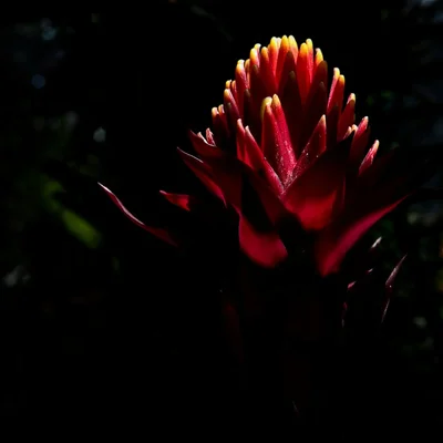 red bromeliad flower with yellow tips dramatic lighting
