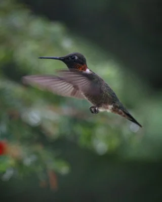 hummingbird hovering mid flight against blurred foliage
