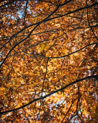 autumn foliage through tangled branches