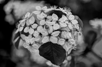 cherry blossoms clustered with dark leaf