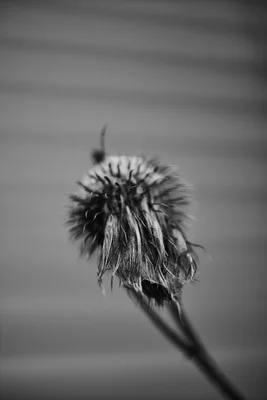 dried thistle seed head on stem
