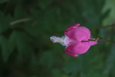 pink bleeding heart flower against green background
