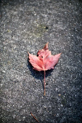 autumn maple leaf on wet asphalt