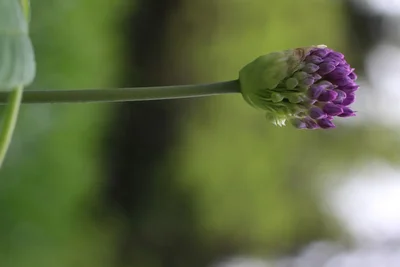 purple flower bud on green stem