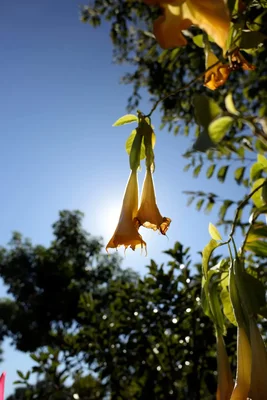 yellow trumpet flowers hanging from tree