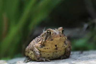 brown toad sitting on wet pavement