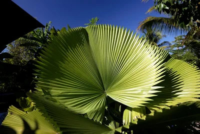 sunlit fan palm frond against blue sky