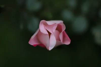 pink rose bud against dark green background