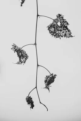 dried seed pods on single stem