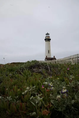 lighthouse overlooking coastal wildflower meadow
