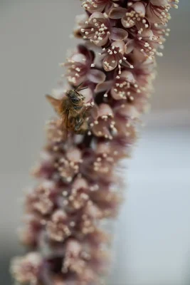 bee visiting pink flower spike outdoors