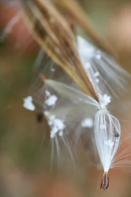 dandelion seed floating in soft focus